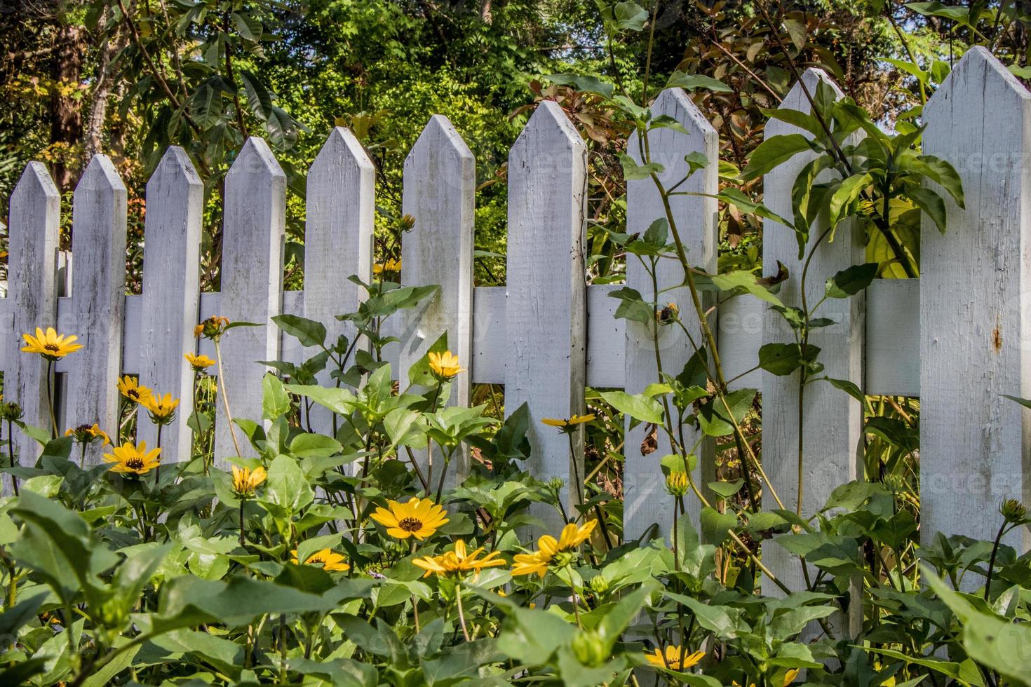 White picket fence and flowers photo