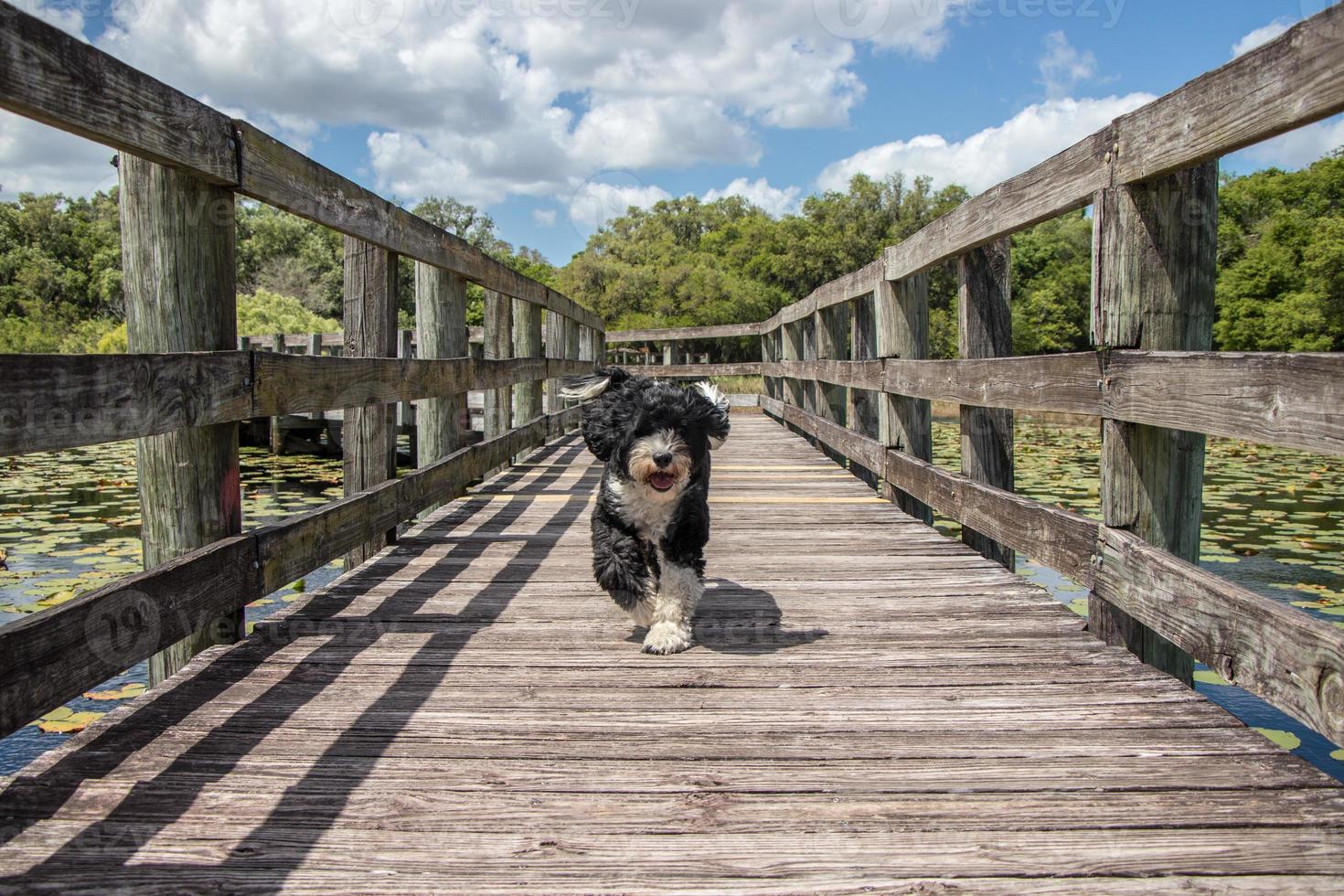 Dog running on the boardwalk photo