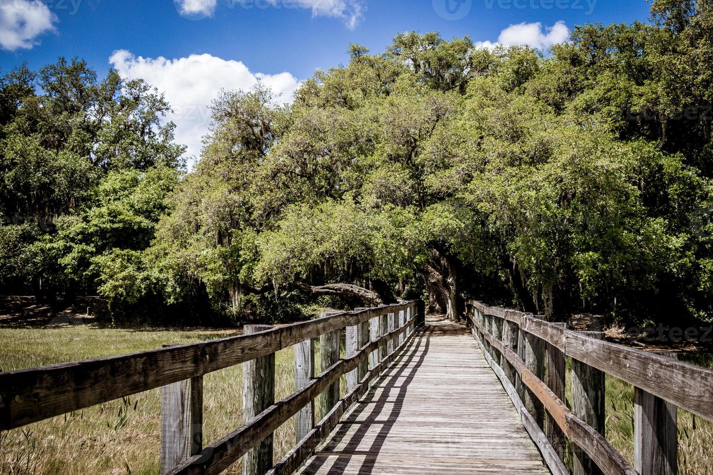 boardwalk through the marsh photo