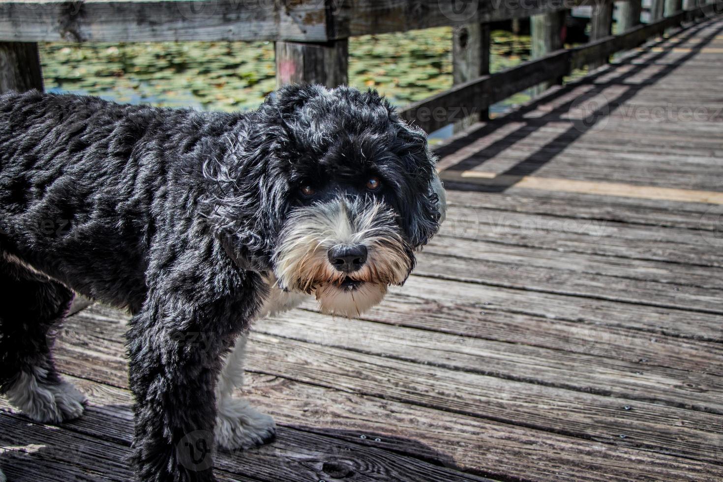 Dog standing on the boardwalk photo
