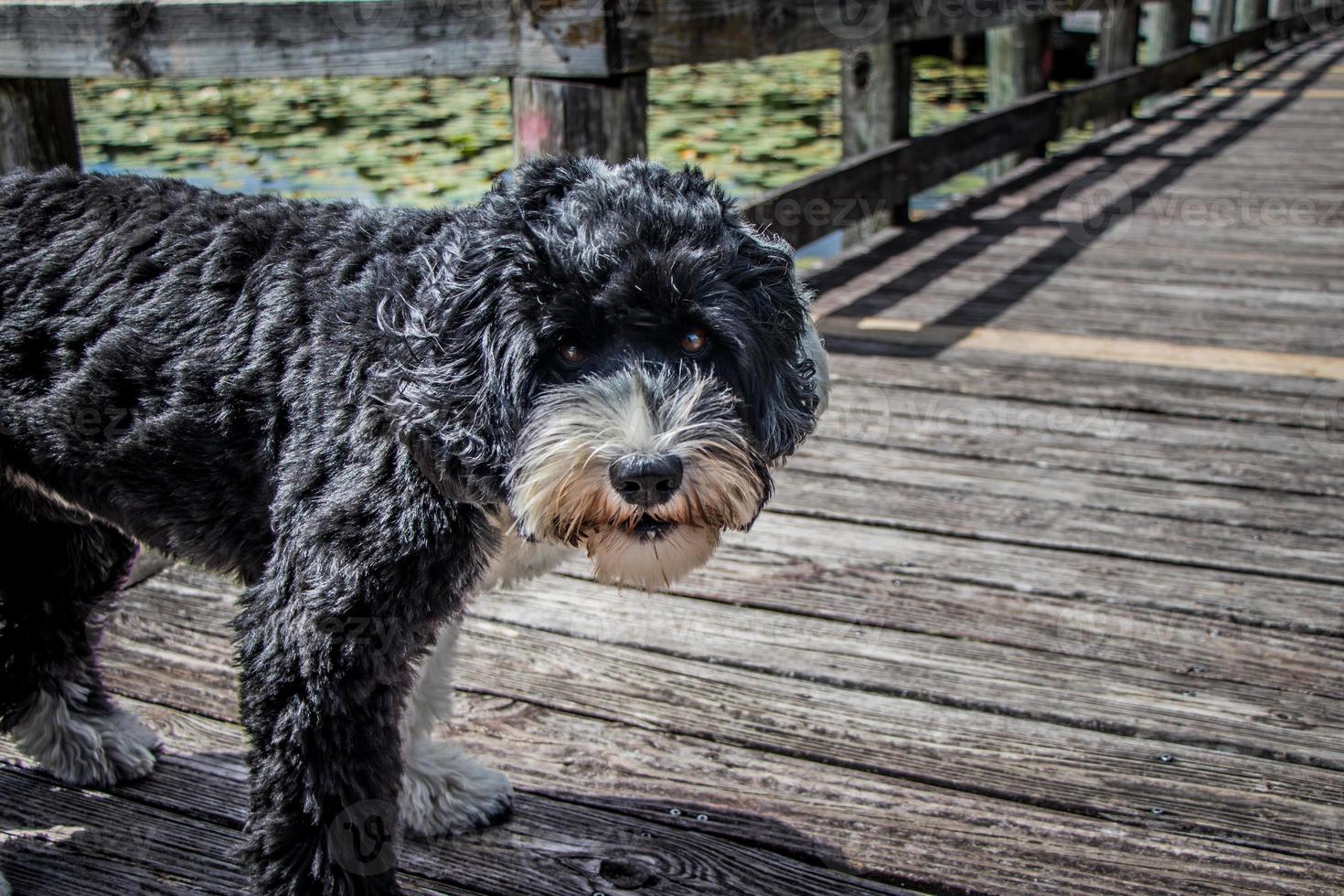 perro en pie en el paseo marítimo foto