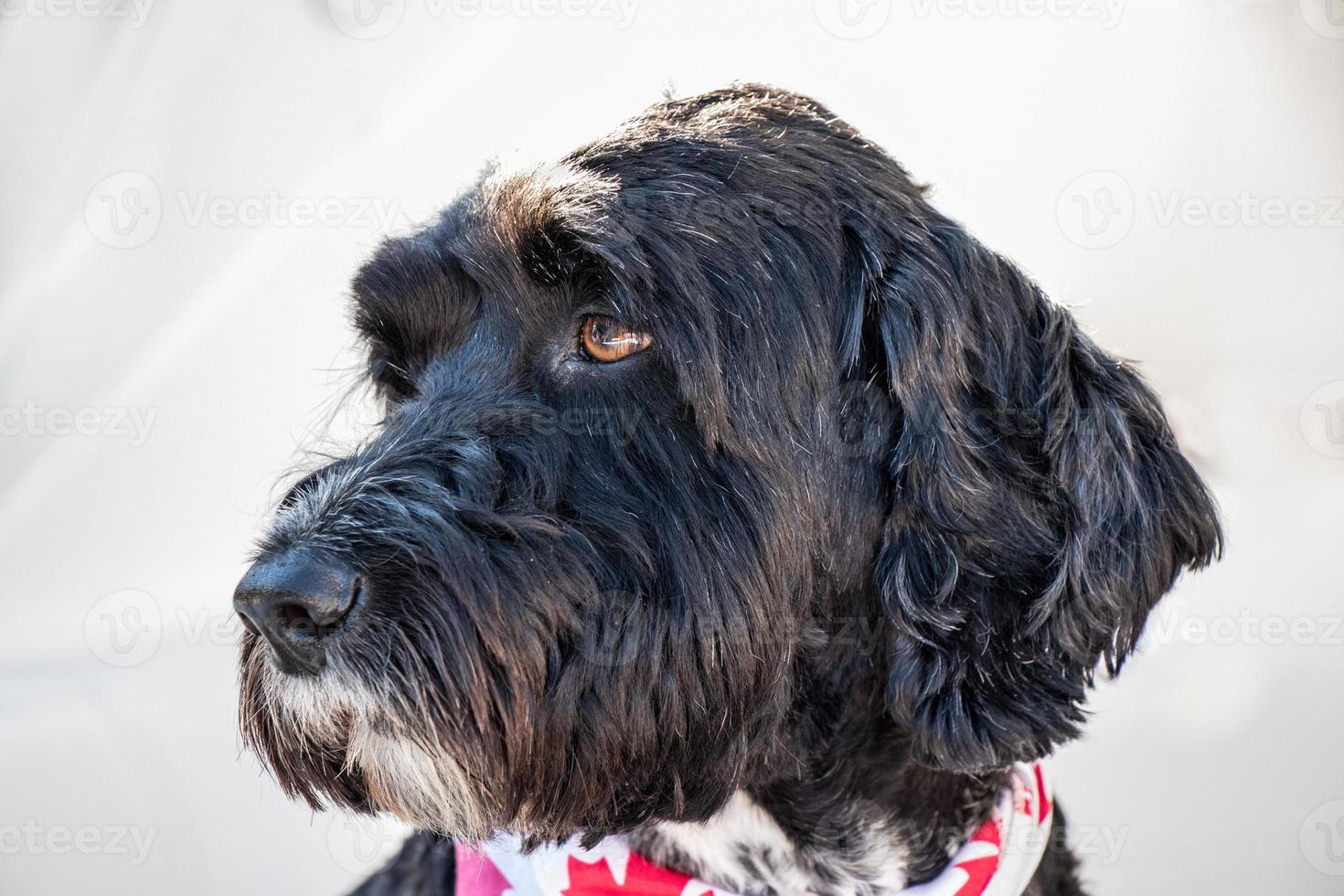 retrato de un negro portugués agua perro foto