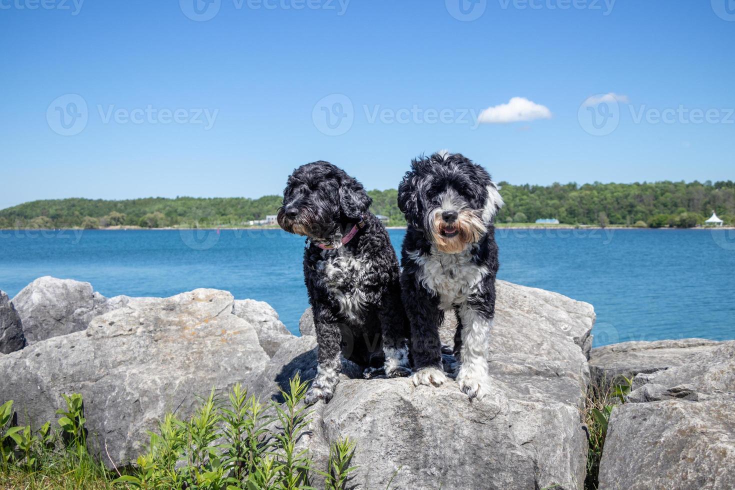 Portuguese Water Dogs standing on rocks beside a lake photo