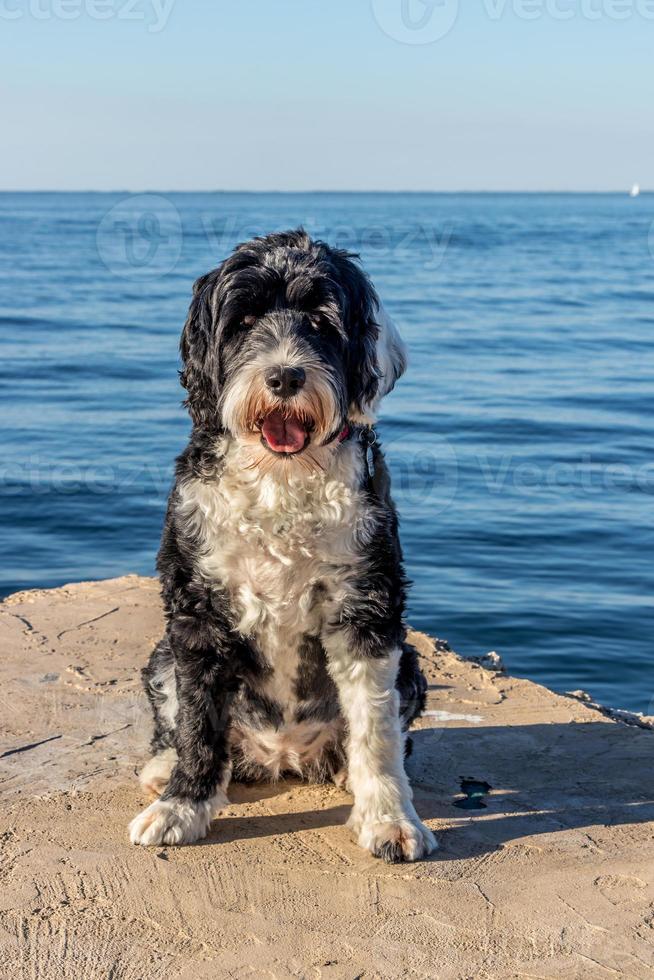 Cute dog sitting beside the water photo