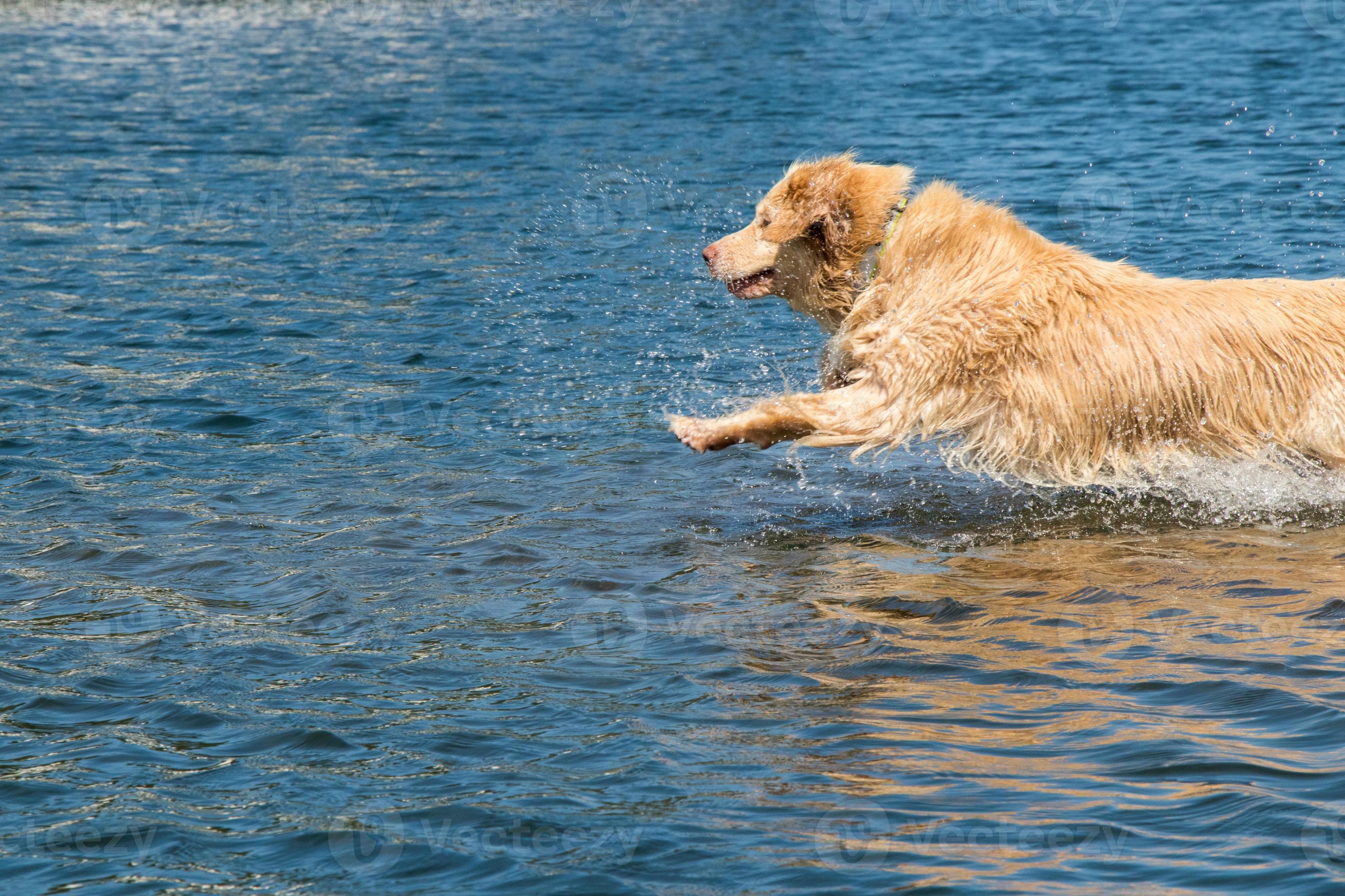 dog jumping into the water 22465625 Stock Photo at Vecteezy
