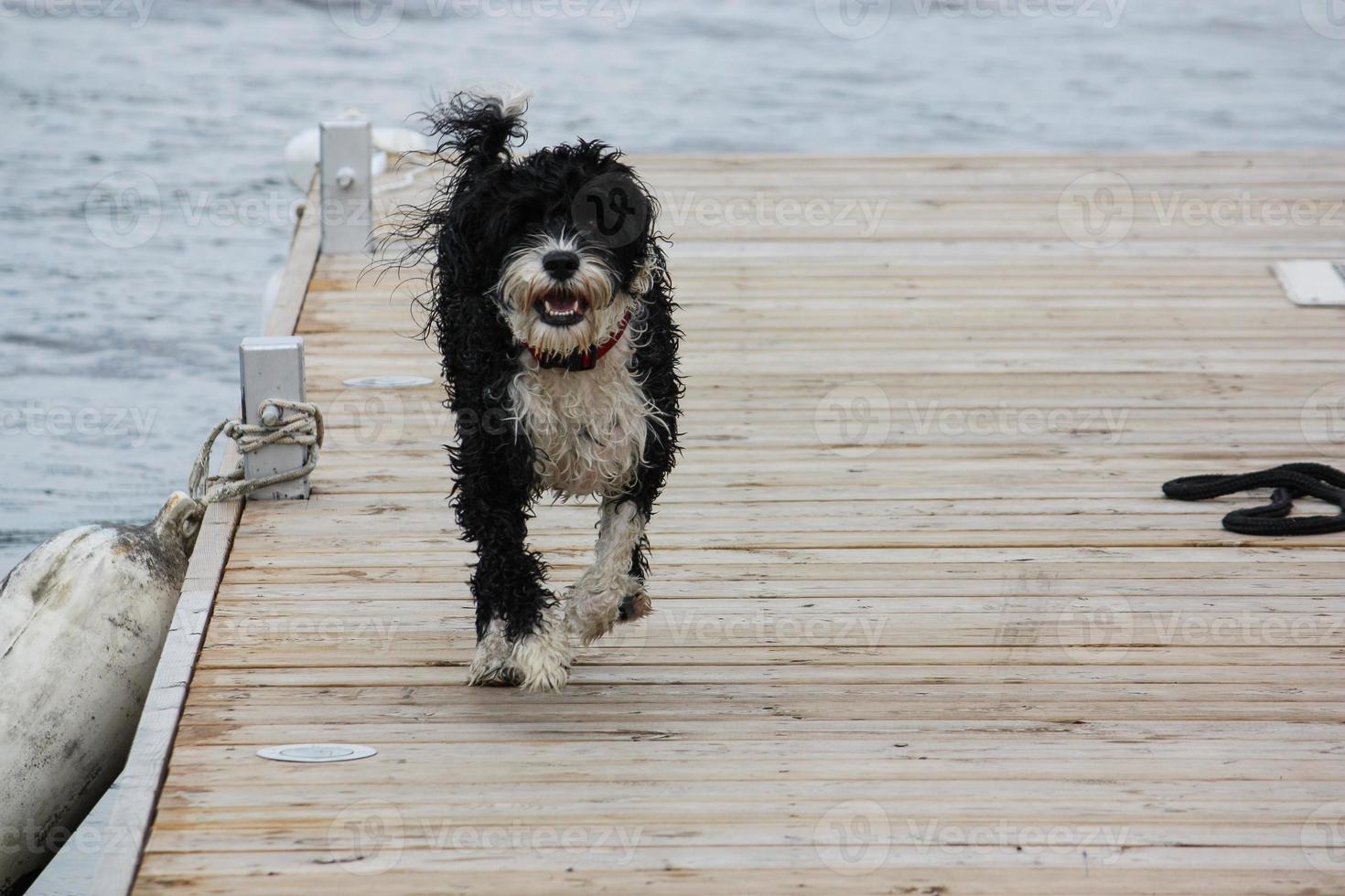 wet dog running down the dock photo
