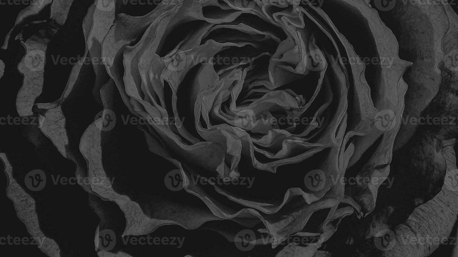 A beautiful rose flowers outdoors Roses in the garden Nature background photo