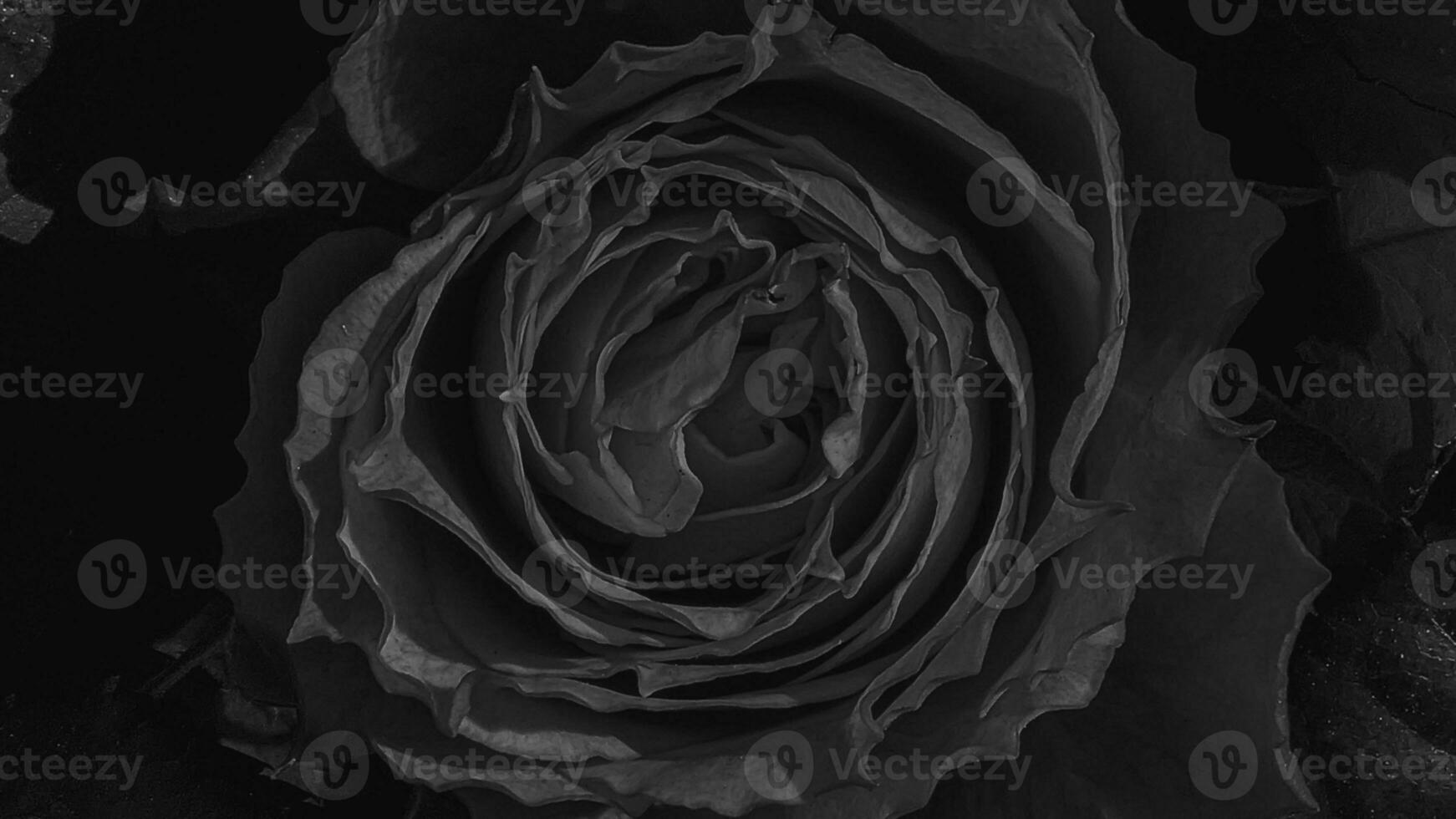 A beautiful rose flowers outdoors Roses in the garden Nature background photo