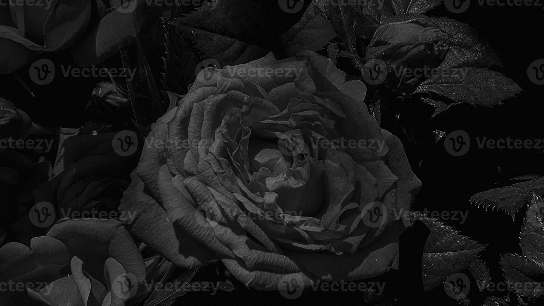 A beautiful rose flowers outdoors Roses in the garden Nature background photo