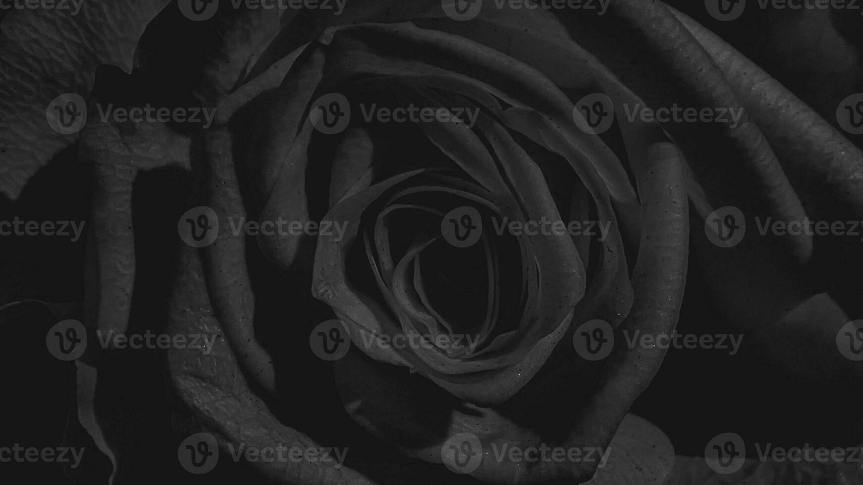 A beautiful rose flowers outdoors Roses in the garden Nature background photo