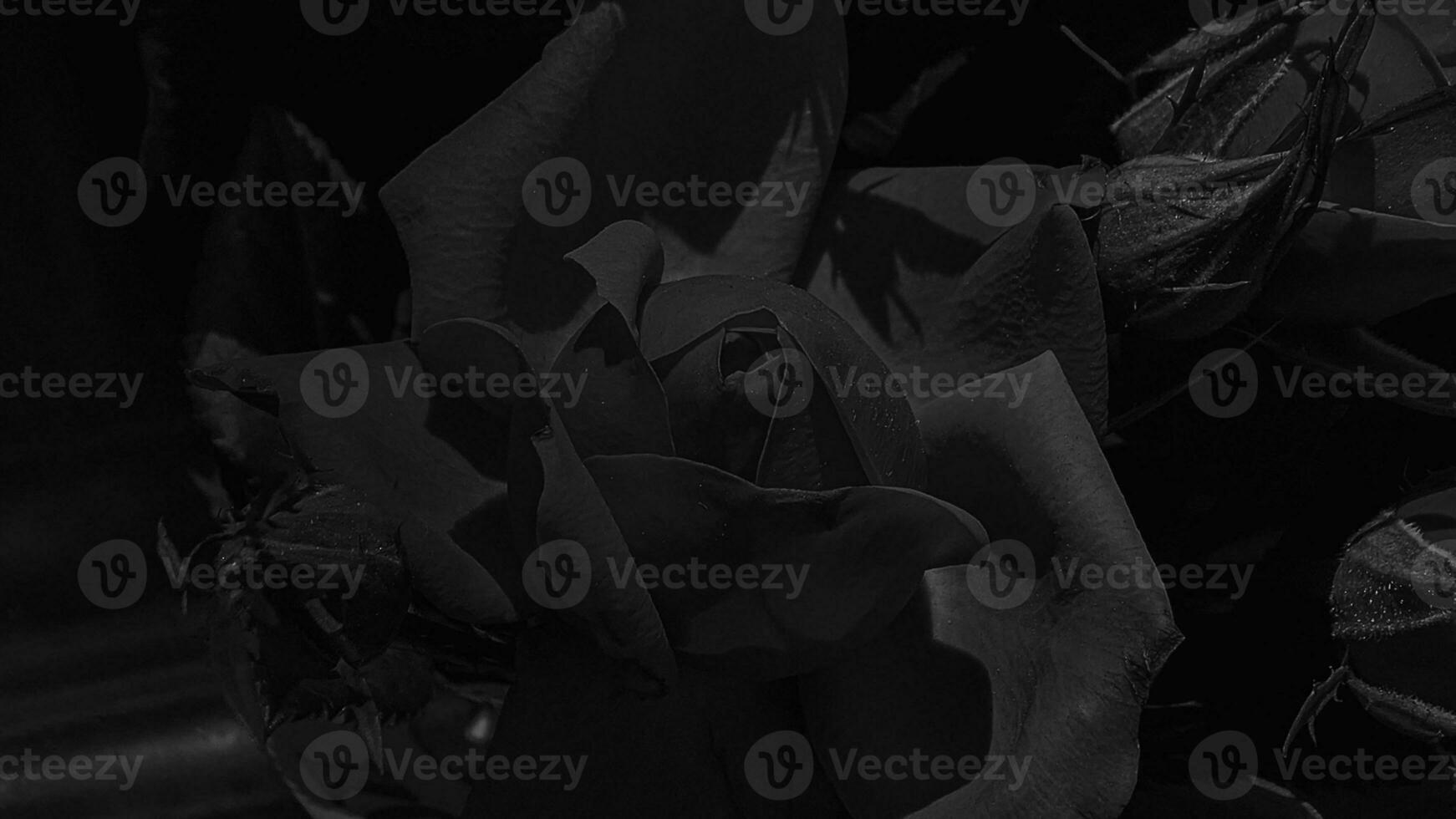 A beautiful rose flowers outdoors Roses in the garden Nature background photo