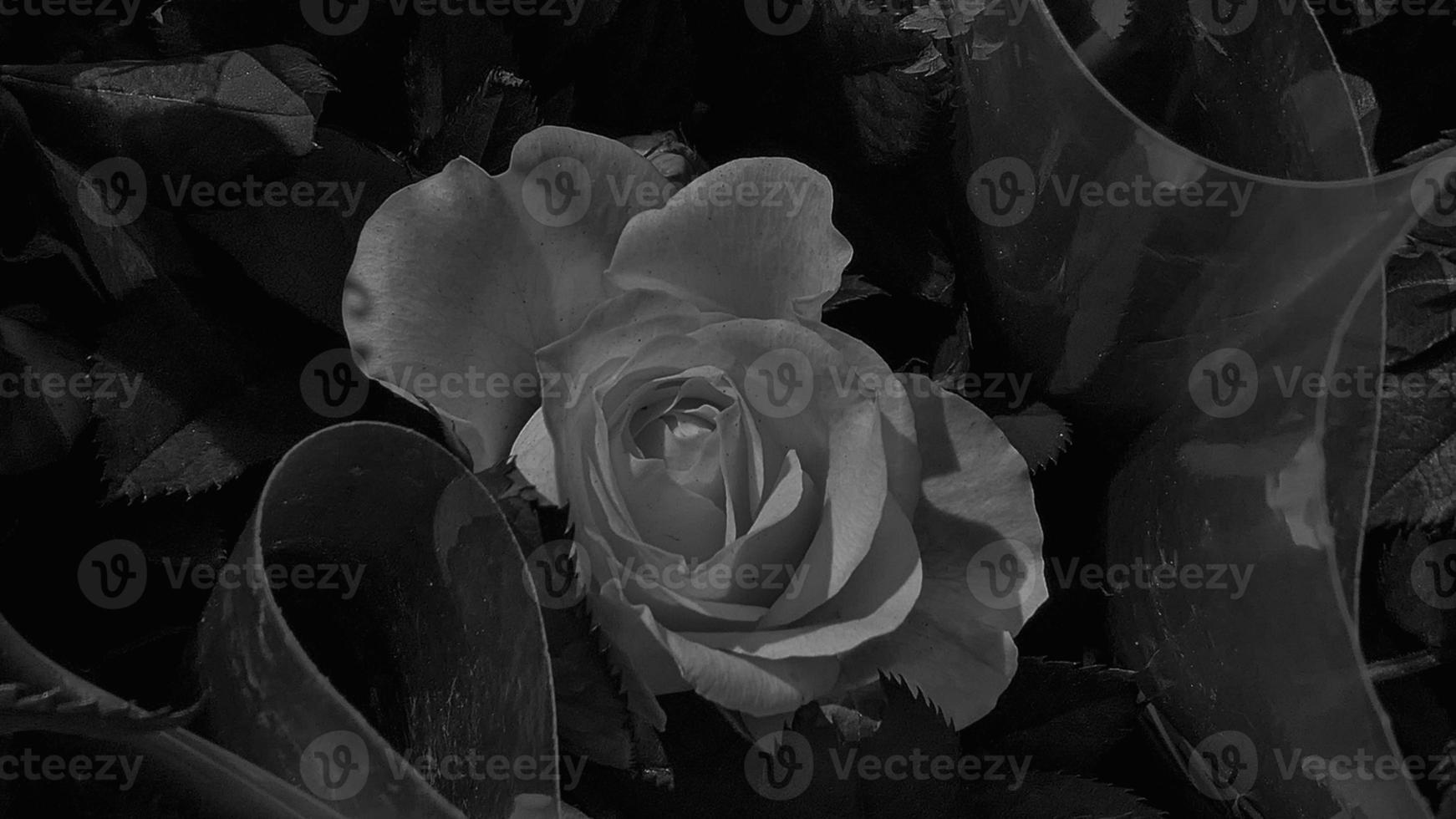 A beautiful rose flowers outdoors Roses in the garden Nature background photo