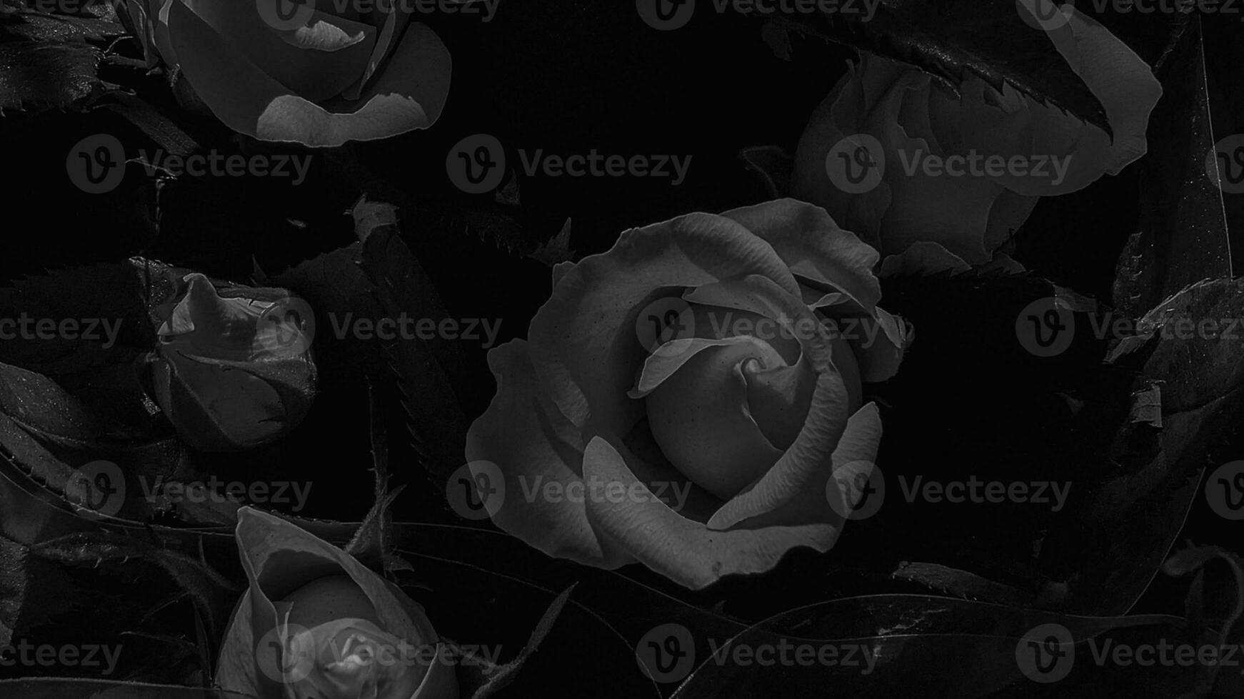 A beautiful rose flowers outdoors Roses in the garden Nature background photo