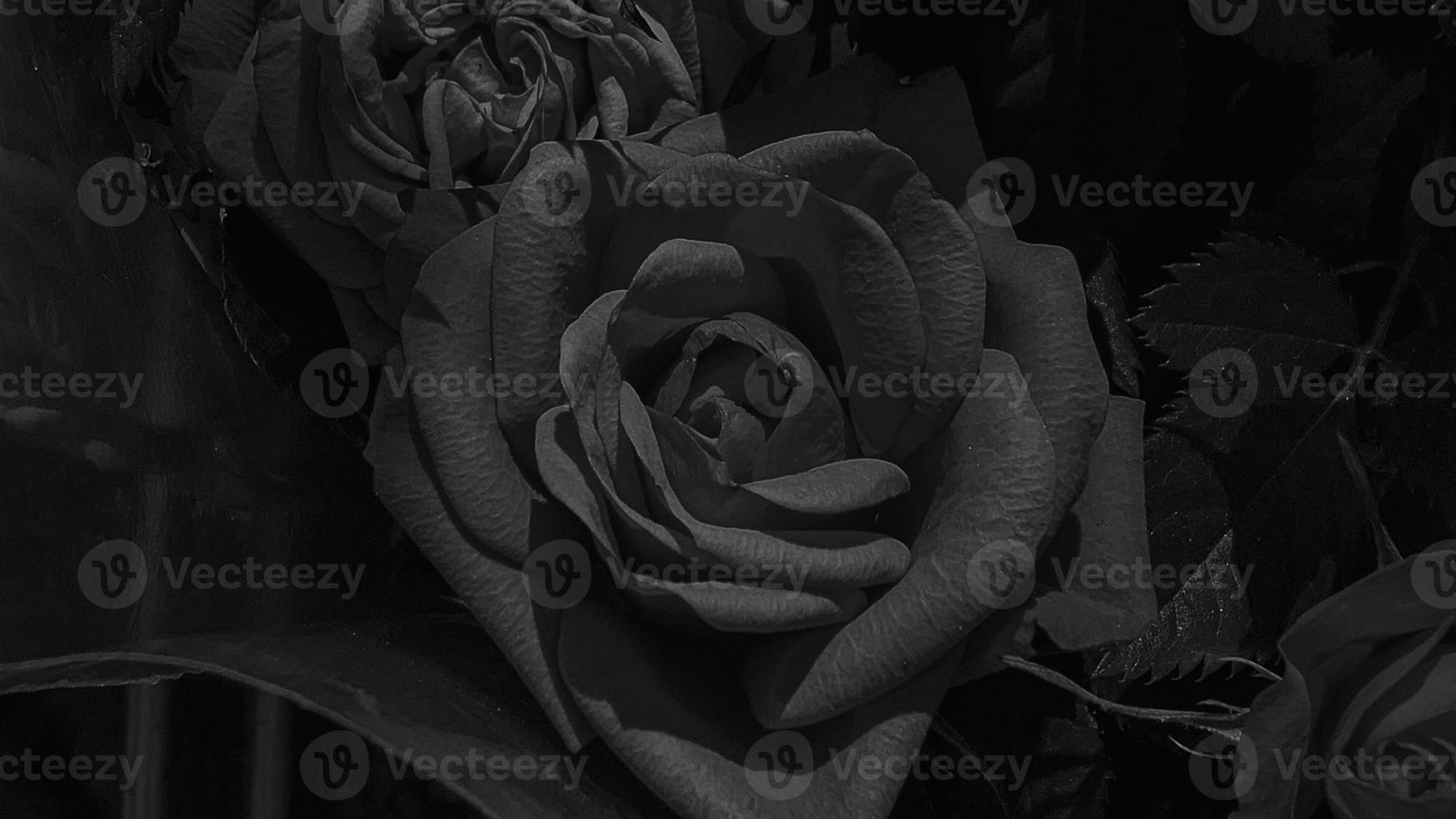 A beautiful rose flowers outdoors Roses in the garden Nature background photo