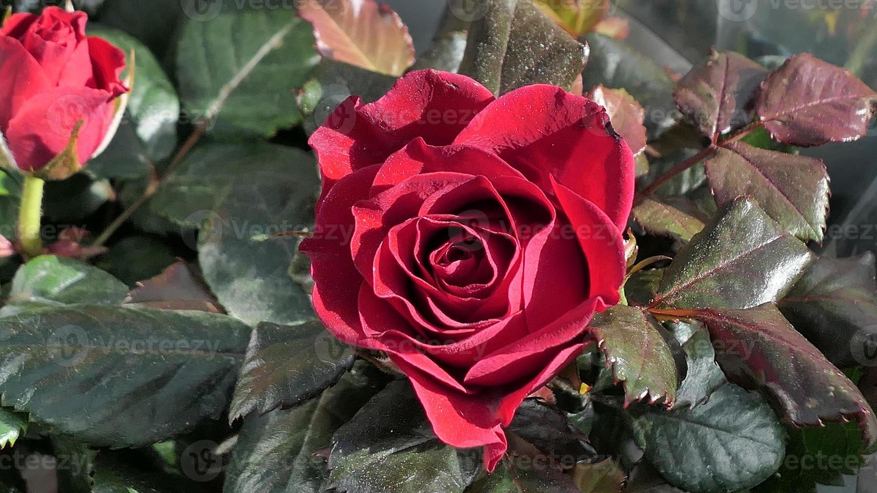 A beautiful rose flowers outdoors Roses in the garden Nature background photo