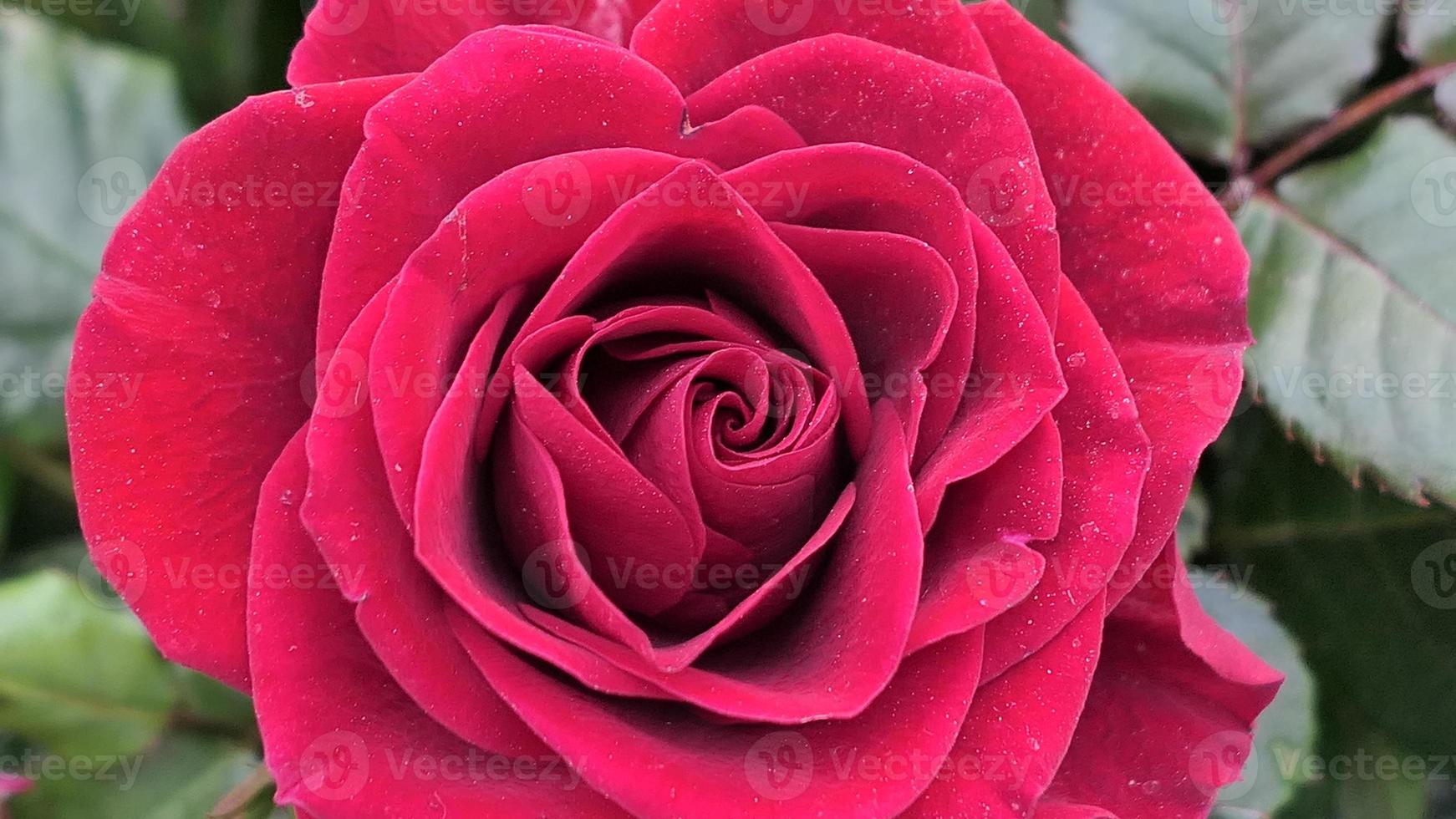 un hermosa Rosa flores al aire libre rosas en el jardín naturaleza antecedentes foto