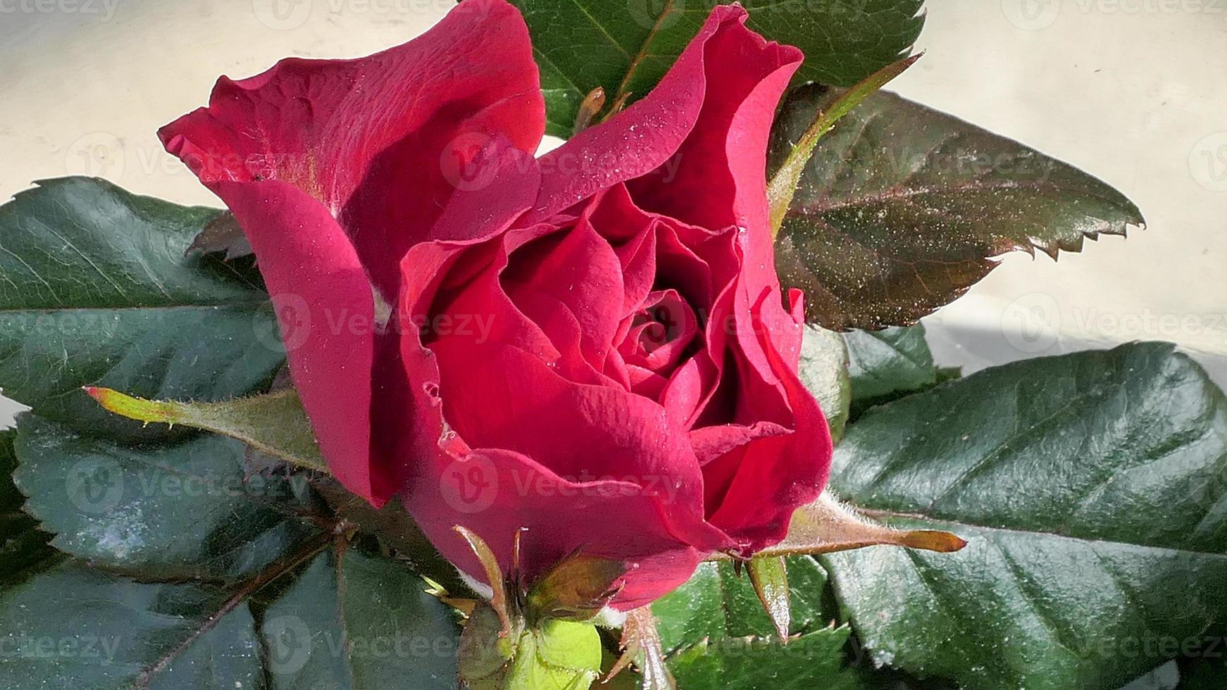 A beautiful rose flowers outdoors Roses in the garden Nature background photo