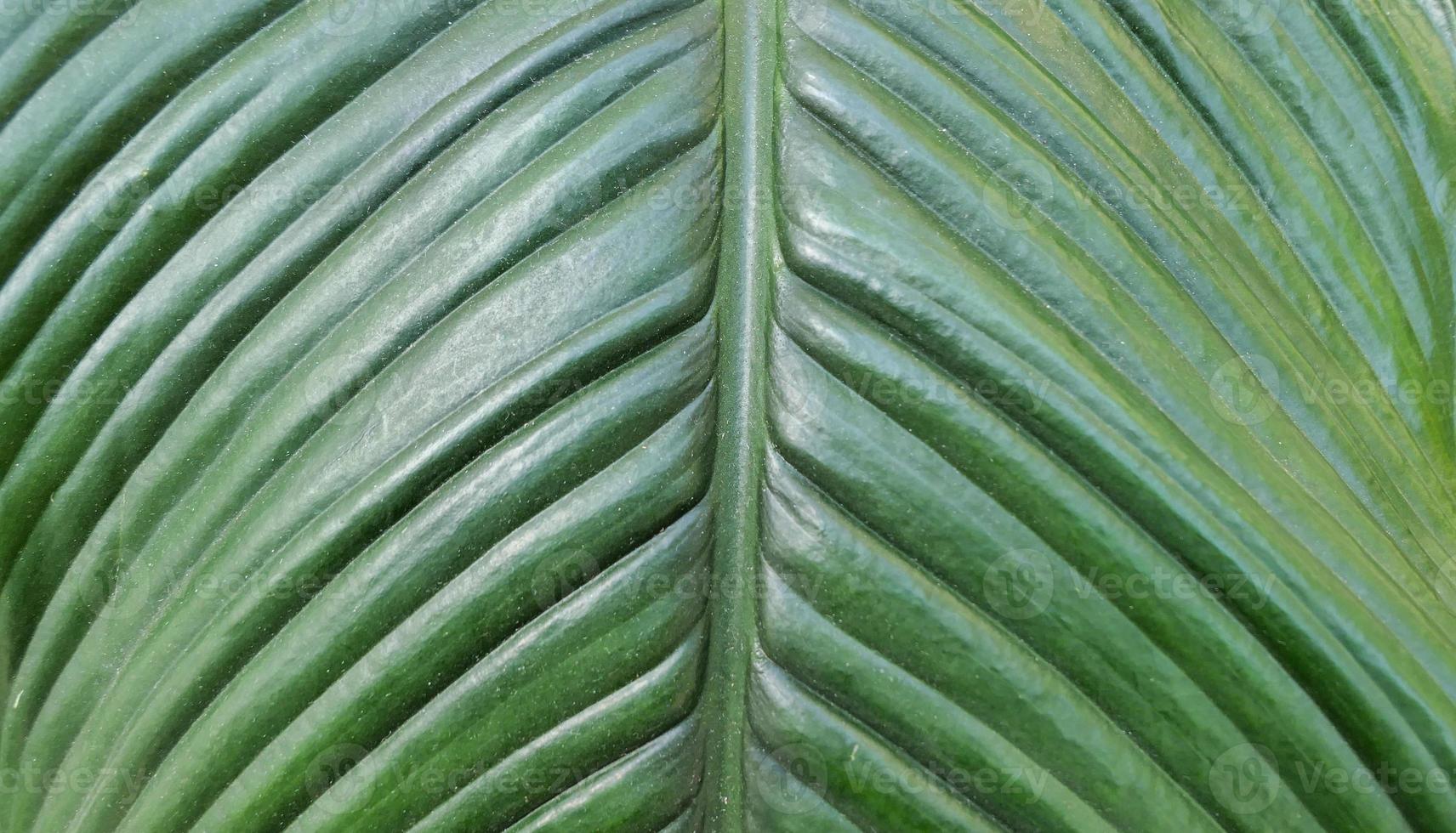 Green leaf texture Nature background photo