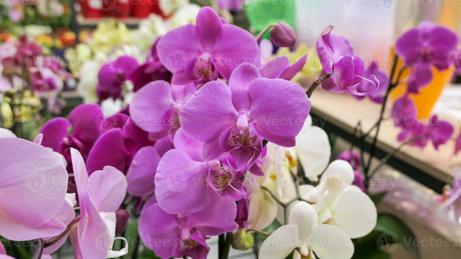 Beautiful phalaenopsis orchids in the greenhouse 22465816 Stock Photo