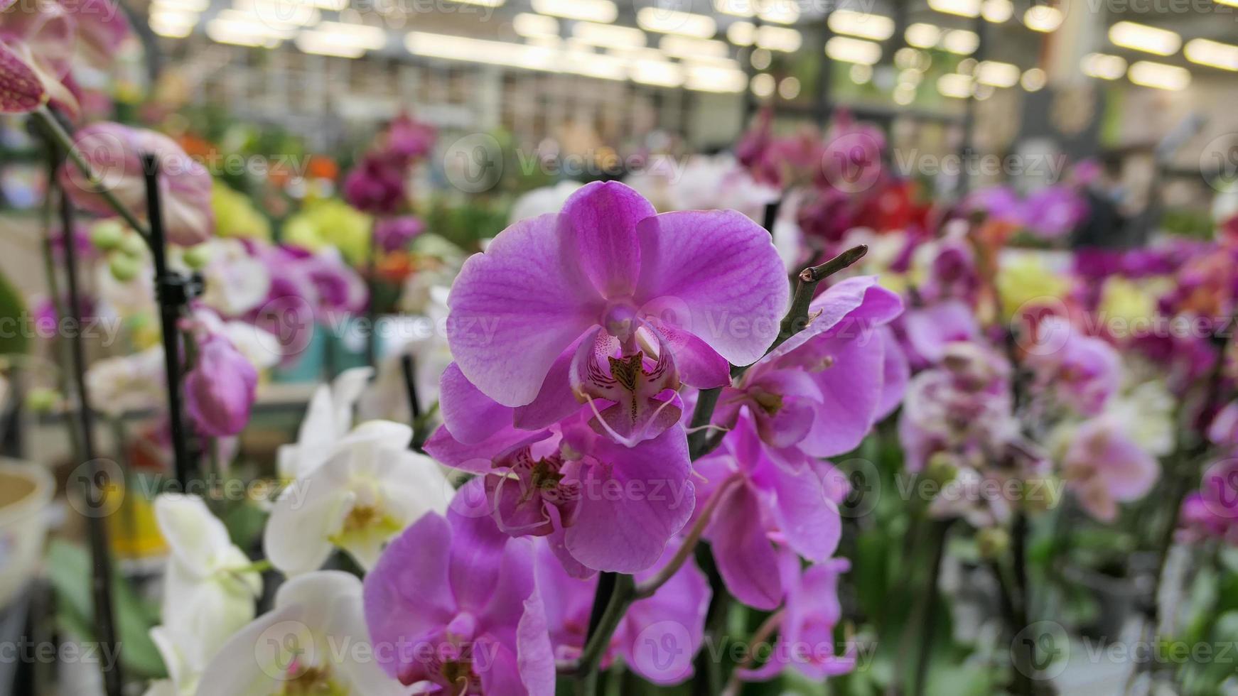 Beautiful phalaenopsis orchids in the greenhouse 22465834 Stock Photo