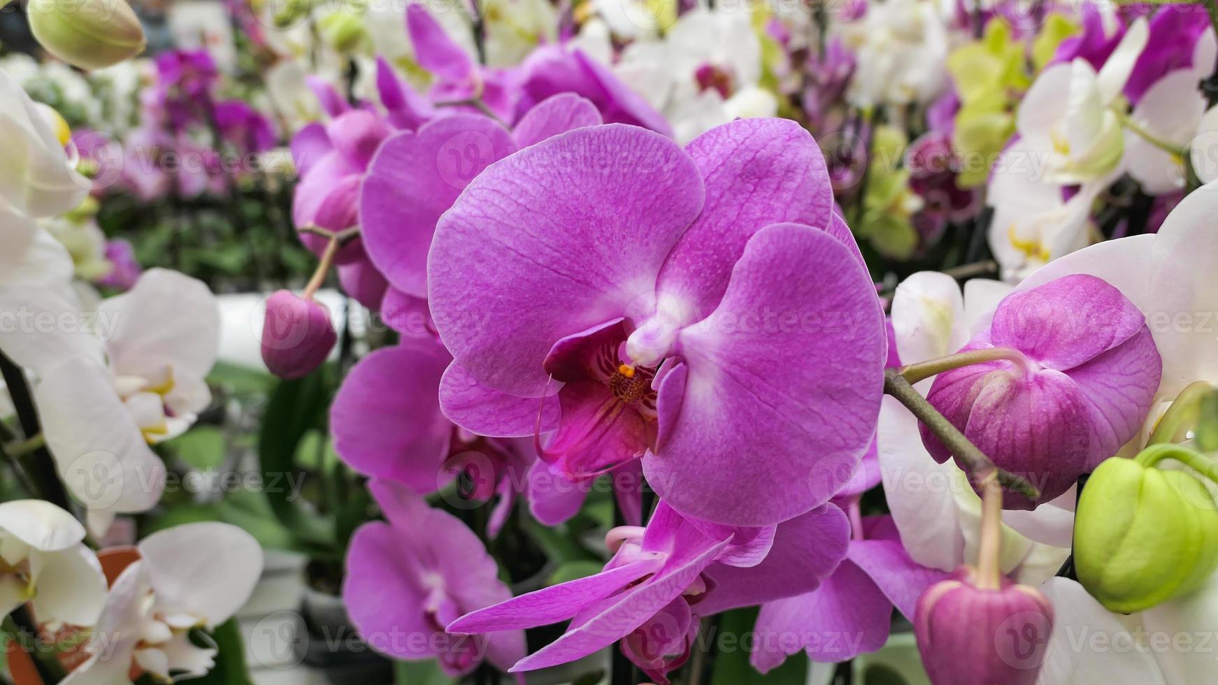 Beautiful phalaenopsis orchids in the greenhouse 22465847 Stock Photo