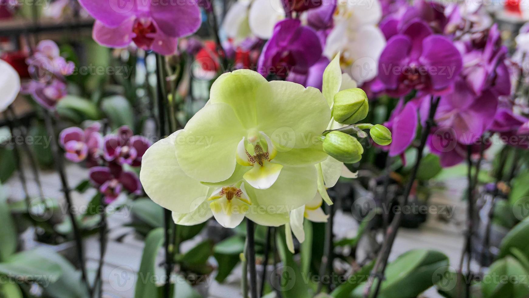 Beautiful phalaenopsis orchids in the greenhouse 22465855 Stock Photo