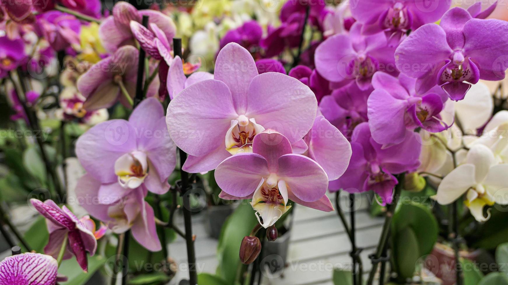 Beautiful phalaenopsis orchids in the greenhouse 22465890 Stock Photo