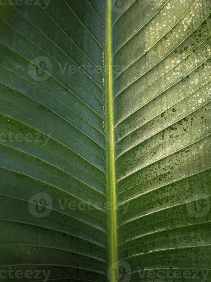 Green leaf texture Nature background photo