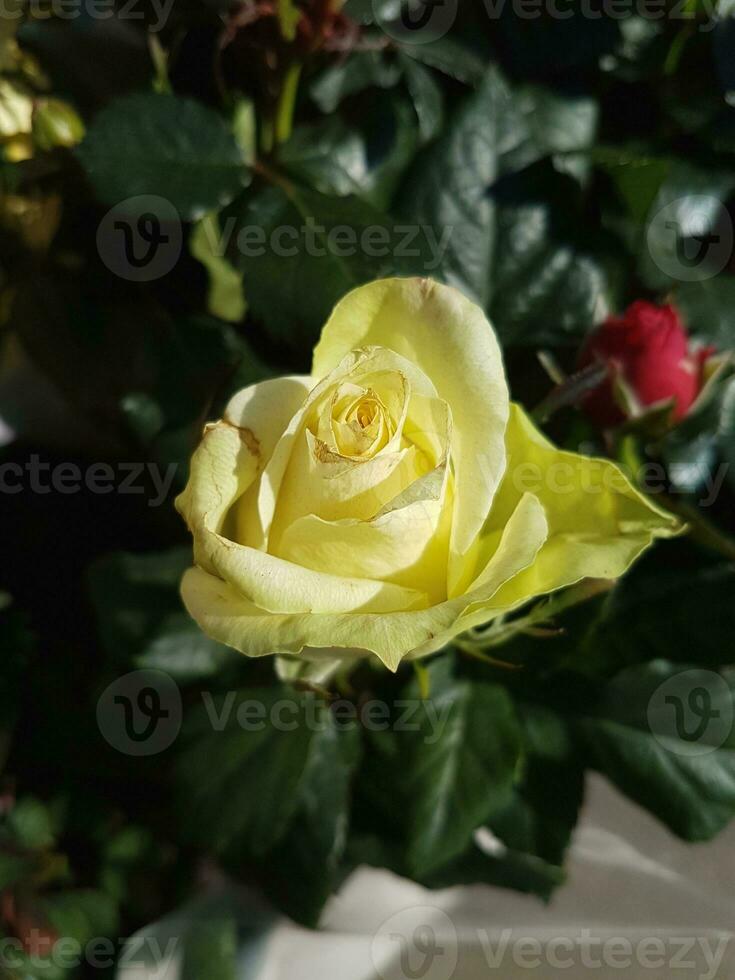 un hermosa Rosa flores al aire libre rosas en el jardín foto