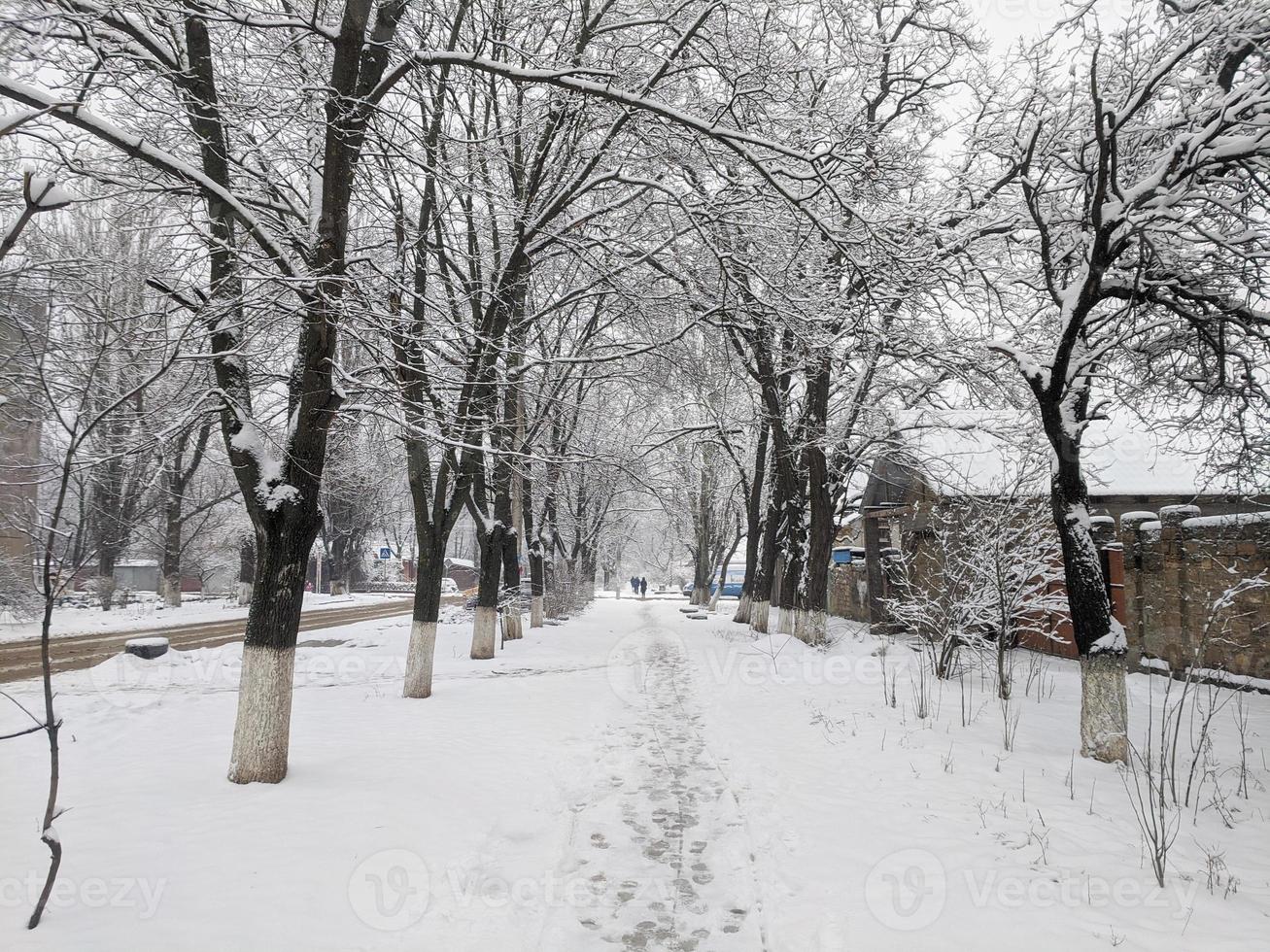 Winter in the park landscape background photo