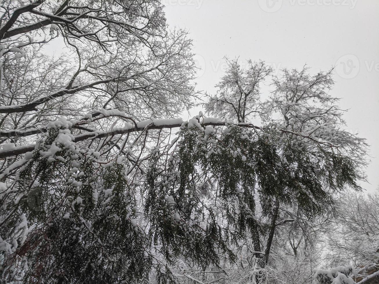 Winter in the park landscape background photo
