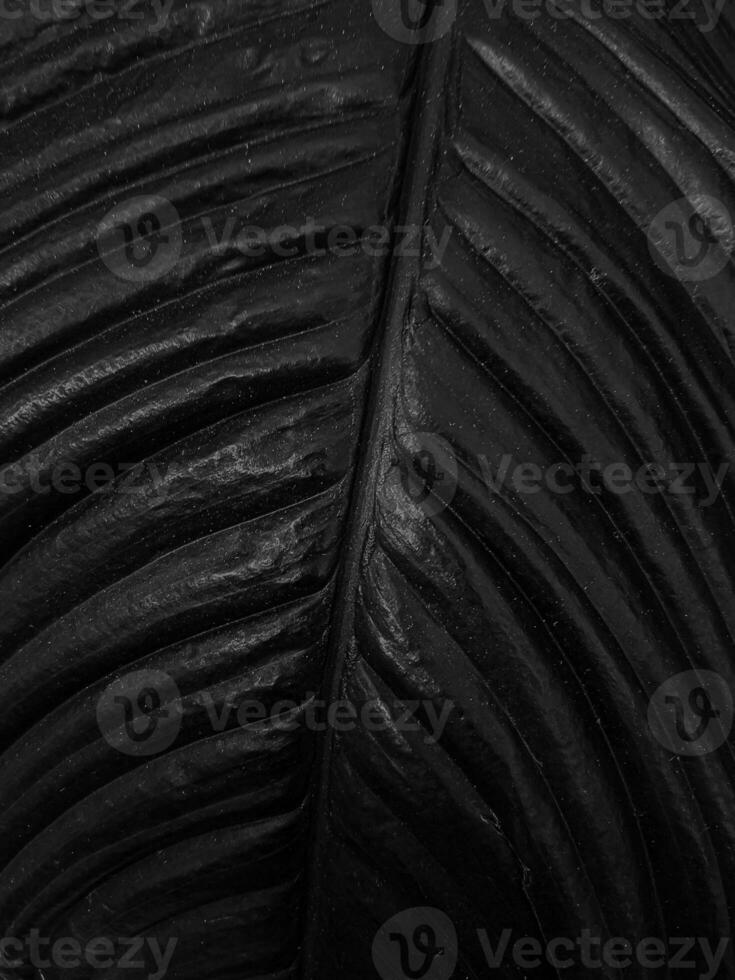 Strelitzia Dark Black leaf texture Nature background photo