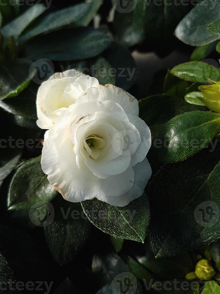 Beautiful Rhododendron flower in the greenhouse close-up photo