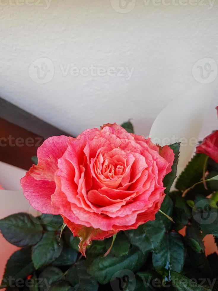 A beautiful rose flowers outdoors Roses in the garden photo