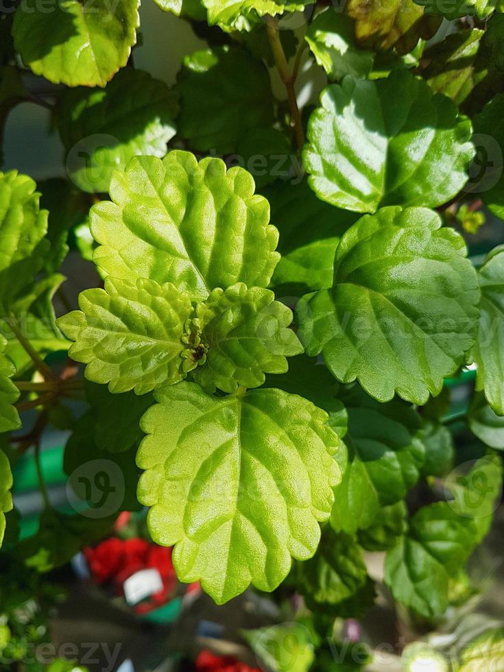 Home plants growing in the greenhouse close up photo