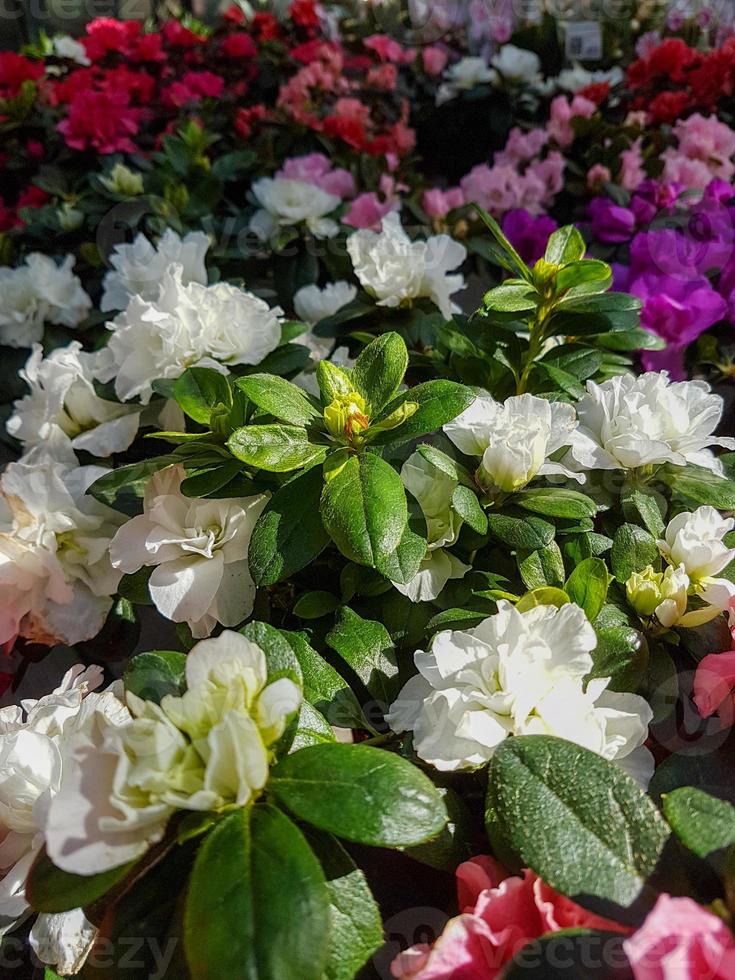 Beautiful Rhododendron flower in the greenhouse close-up photo