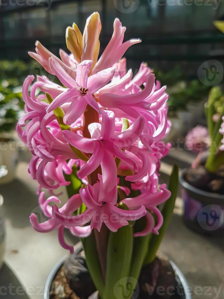 Beautiful Hyacinth in the greenhouse close-up Hyacinthus plant background photo