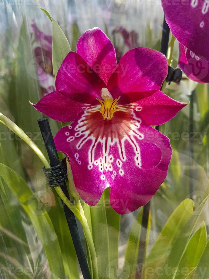 Beautiful phalaenopsis orchids in the greenhouse photo