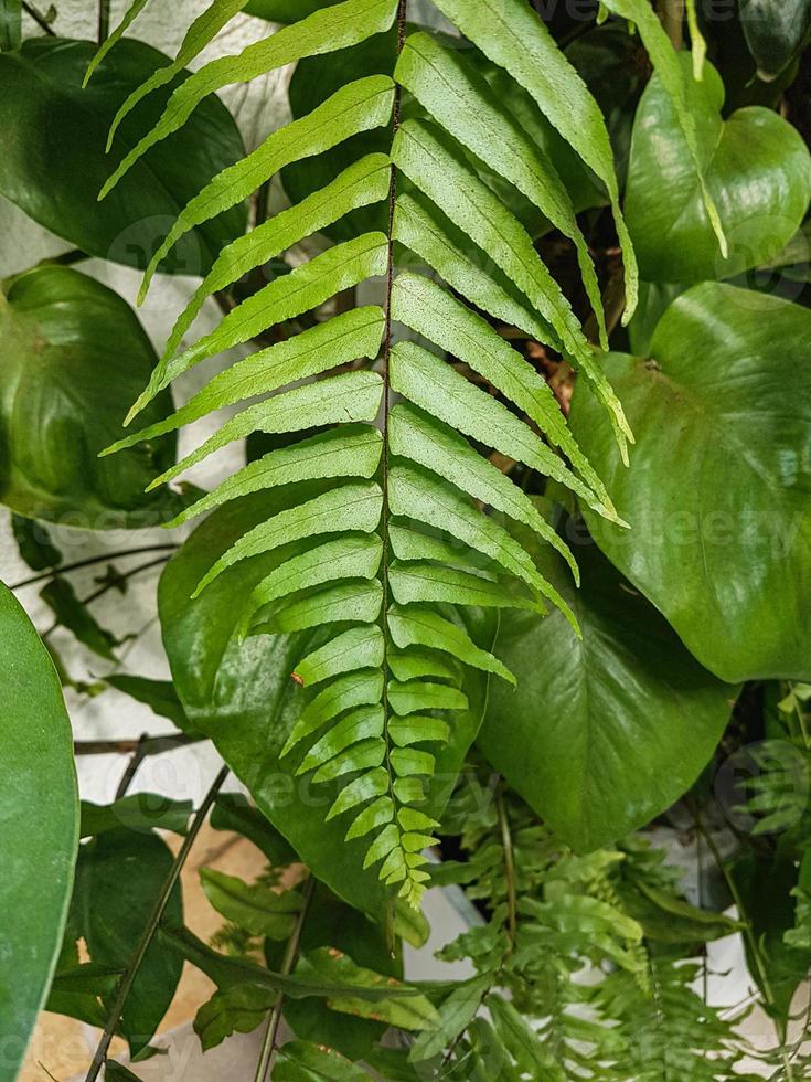 Close up of green fern leaf in the greenhouse photo
