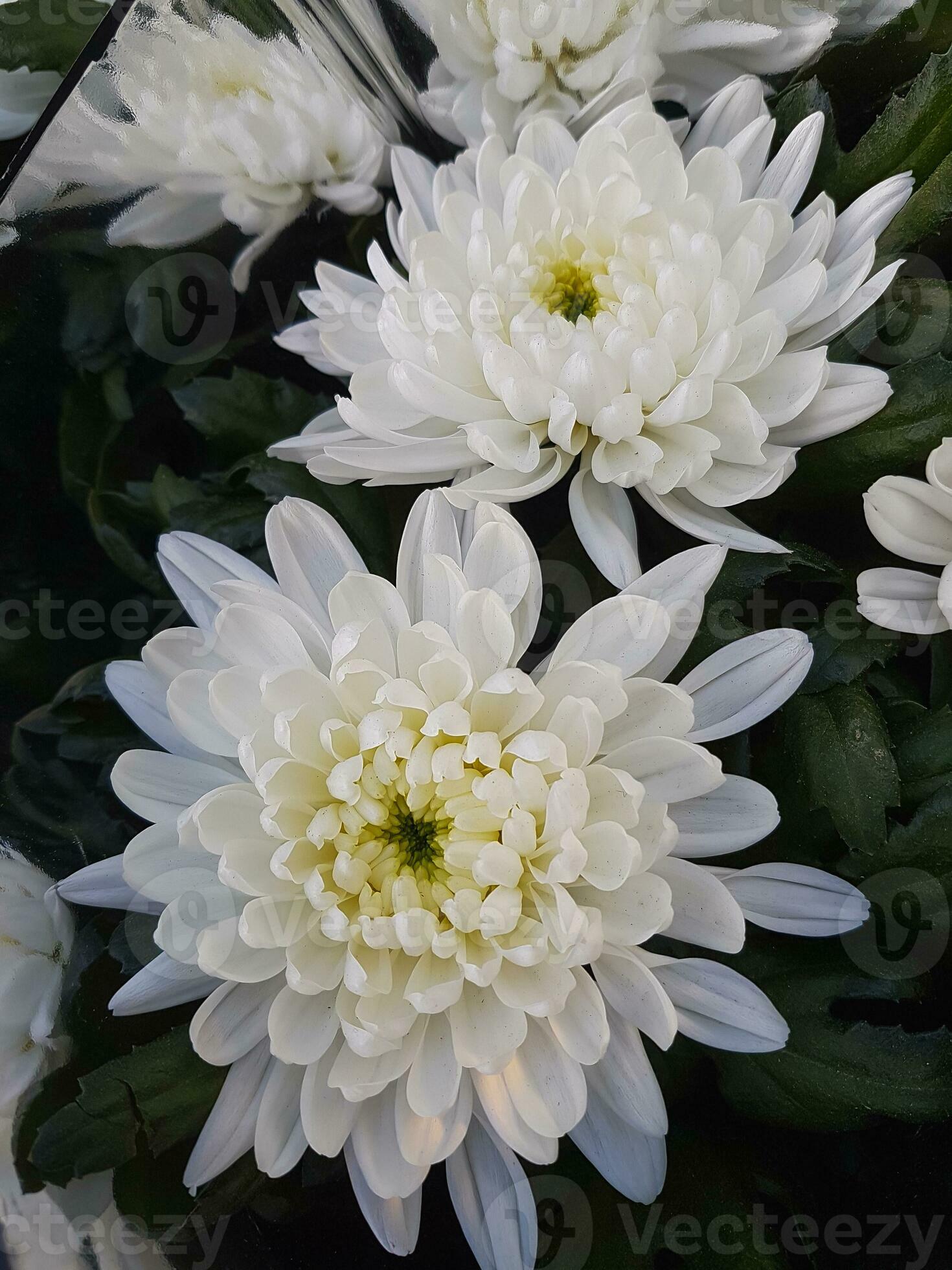 Beautiful Chrysanthemum Flowers Outdoors Chrysanthemums In The Garden 22466079 Stock Photo At Beautiful Chrysanthemum Flowers Outdoors Chrysanthemums In The Garden 22466079 Stock Photo At