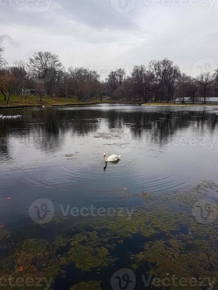 A lone swan swims on the lake photo
