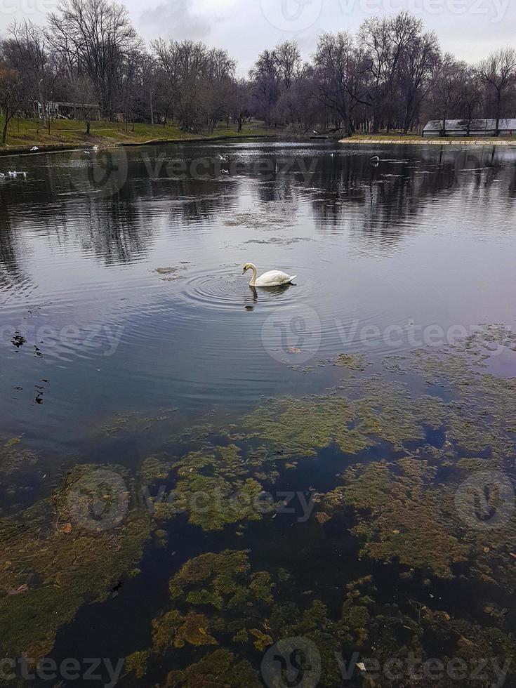 A lone swan swims on the lake photo