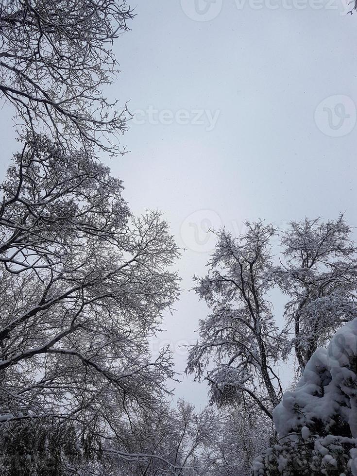 invierno en el parque paisaje antecedentes foto