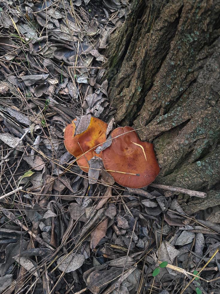 Mushroom in the wild forest photo