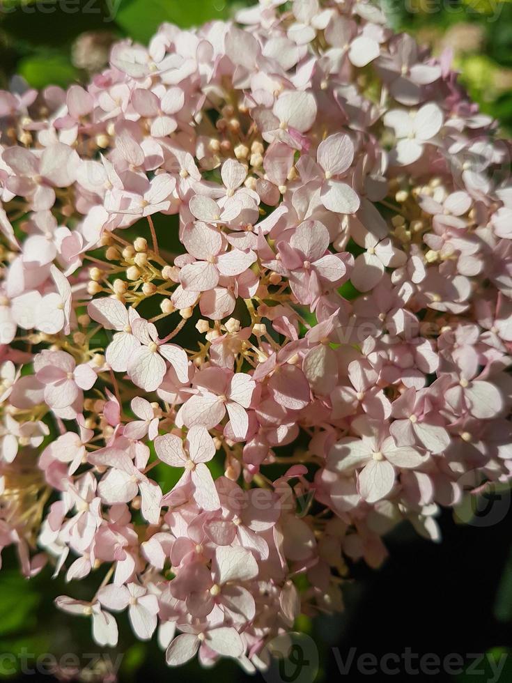 Beautiful blooming hydrangea flower in the greenhouse close-up photo