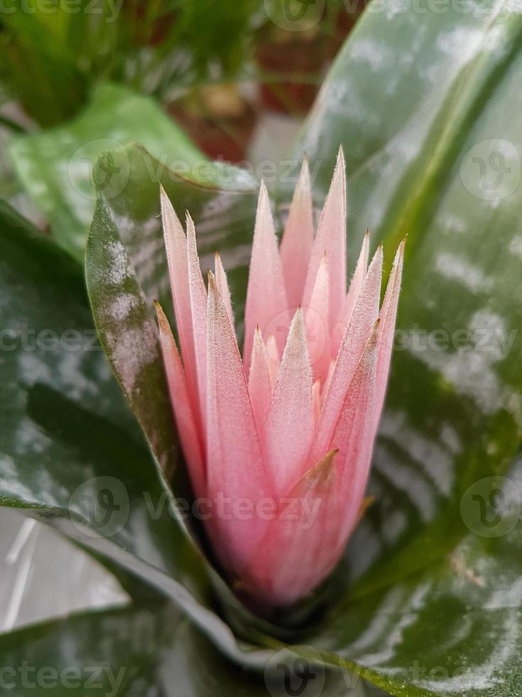 Beautiful blooming Aechmea fasciata flower in the greenhouse photo