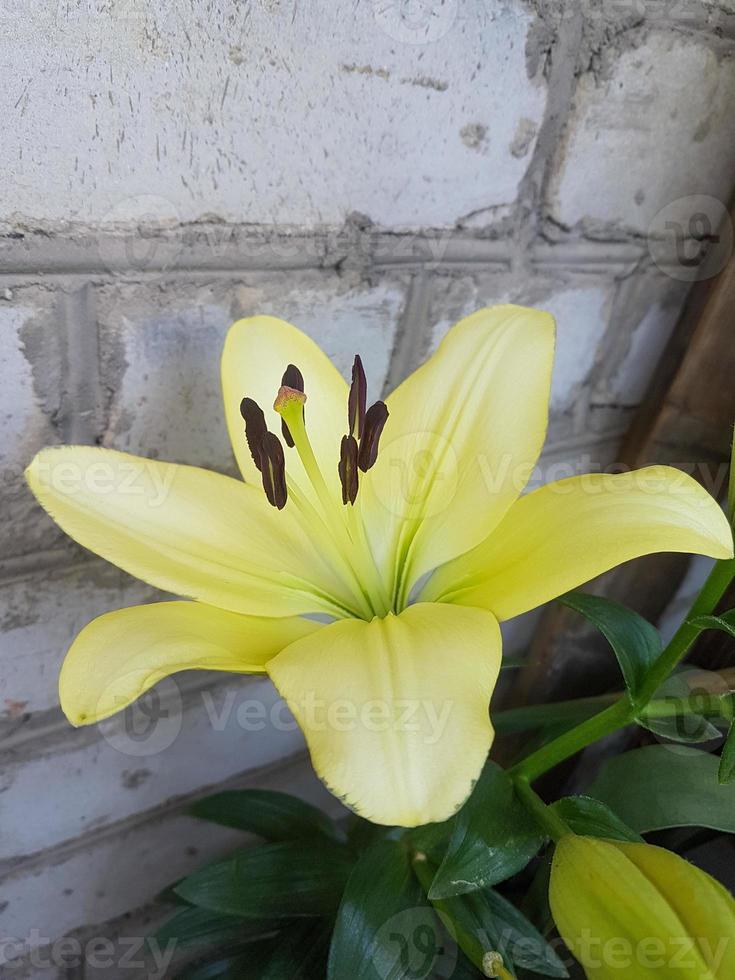 hermosa floreciente lirio flor en el invernadero de cerca foto