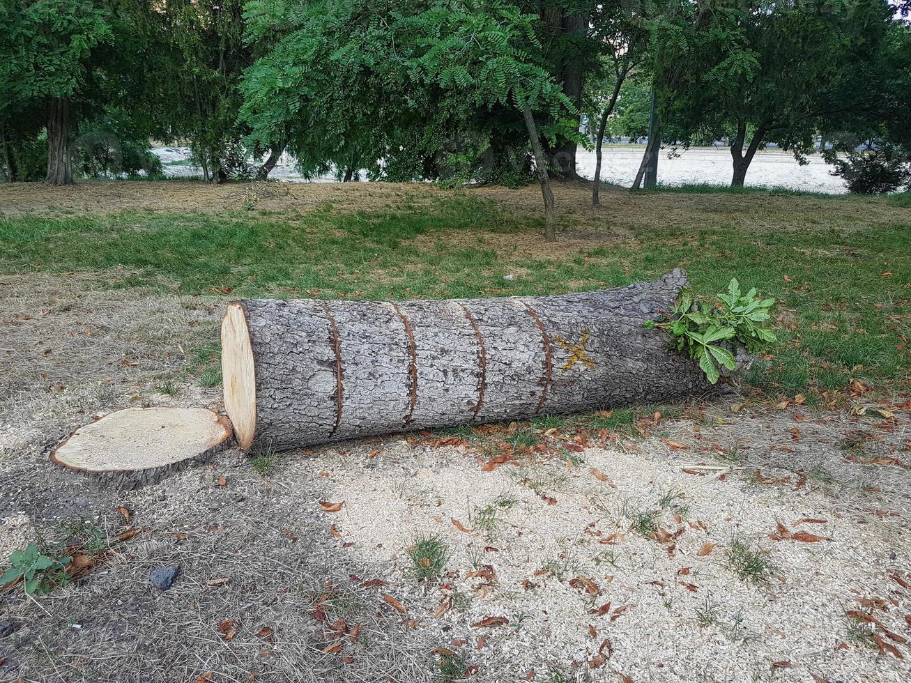 un Iniciar sesión de un aserrado árbol mentiras en suelo ciudad trabajos foto