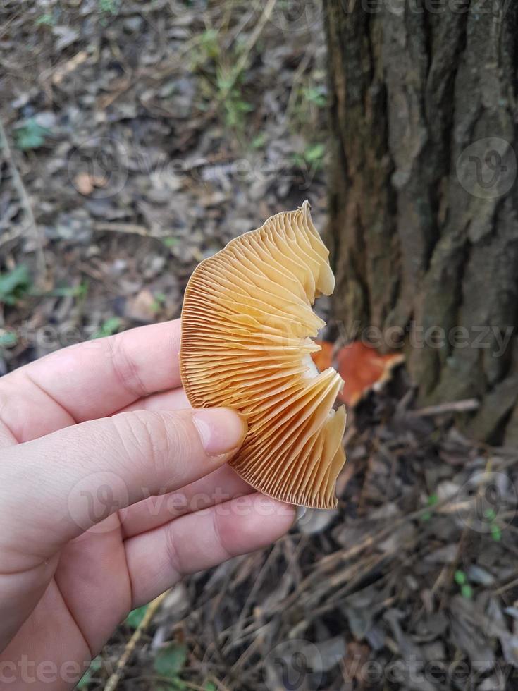 Mushroom in the wild forest photo