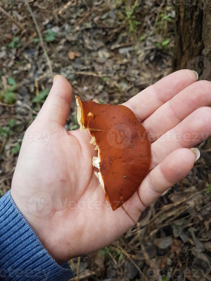 Mushroom in the wild forest photo